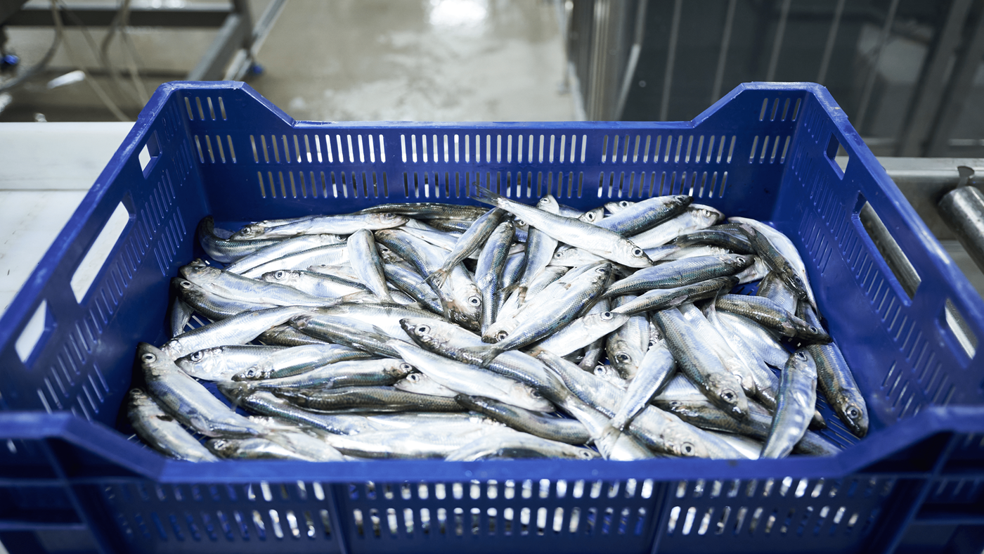 Fish box being packaged by robot
