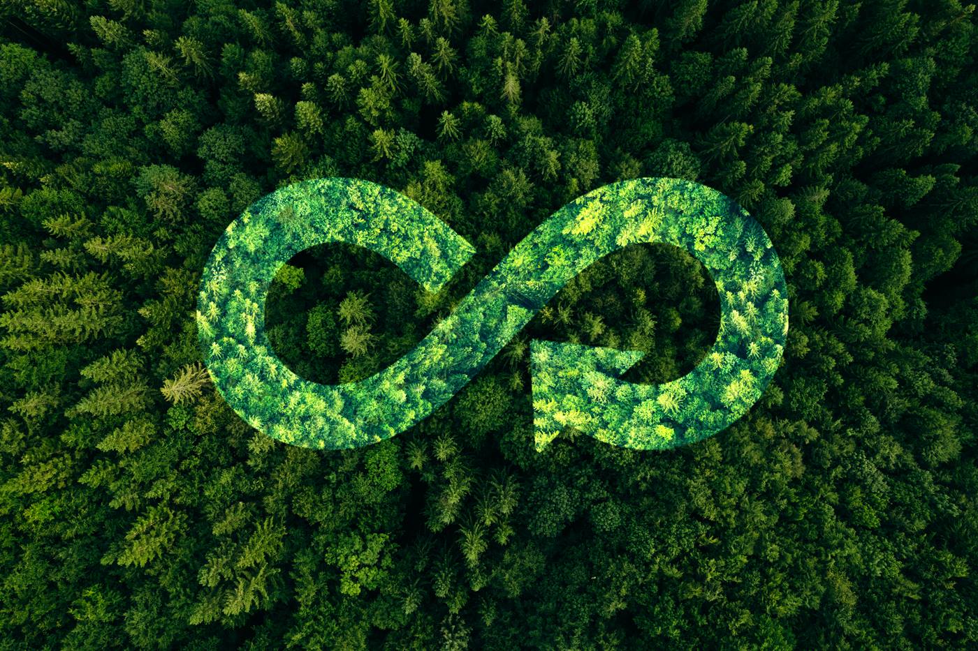 Forest with infinity symbol