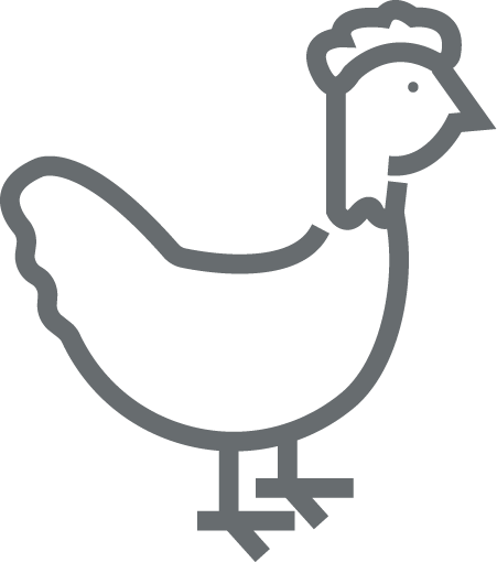 Icon chicken