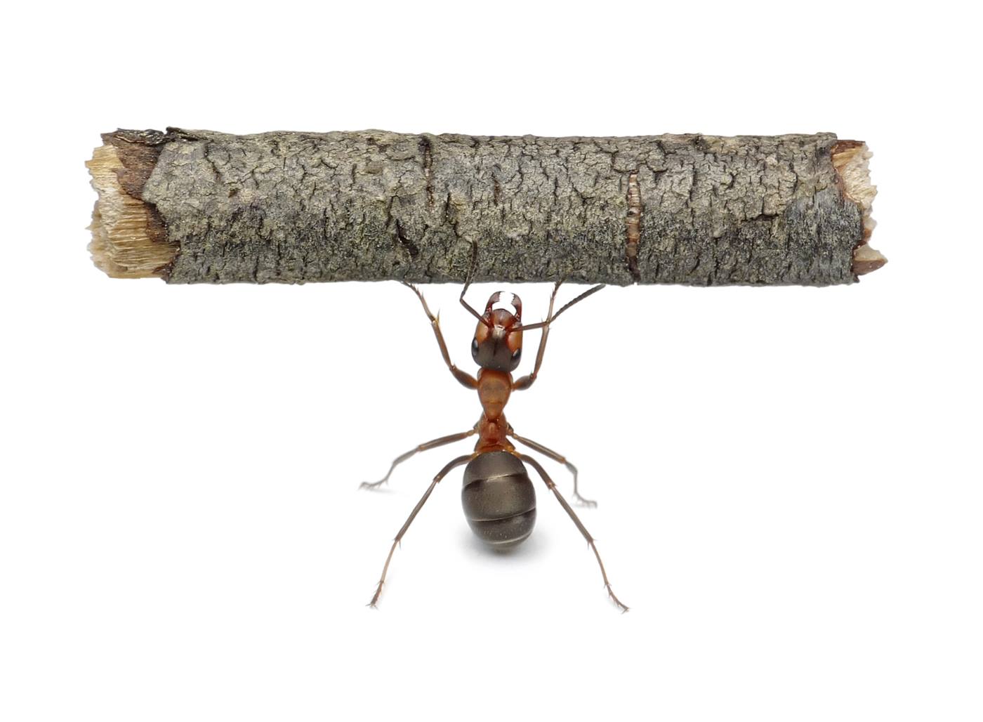 An ant lifts a stick 